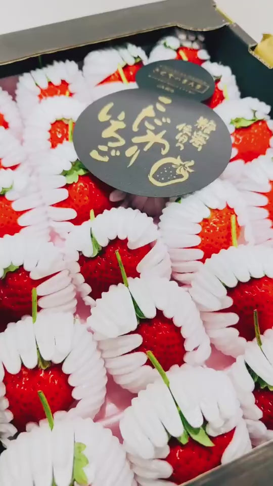 日本直送✈️菊池の糖蜜士多啤梨(24粒)
